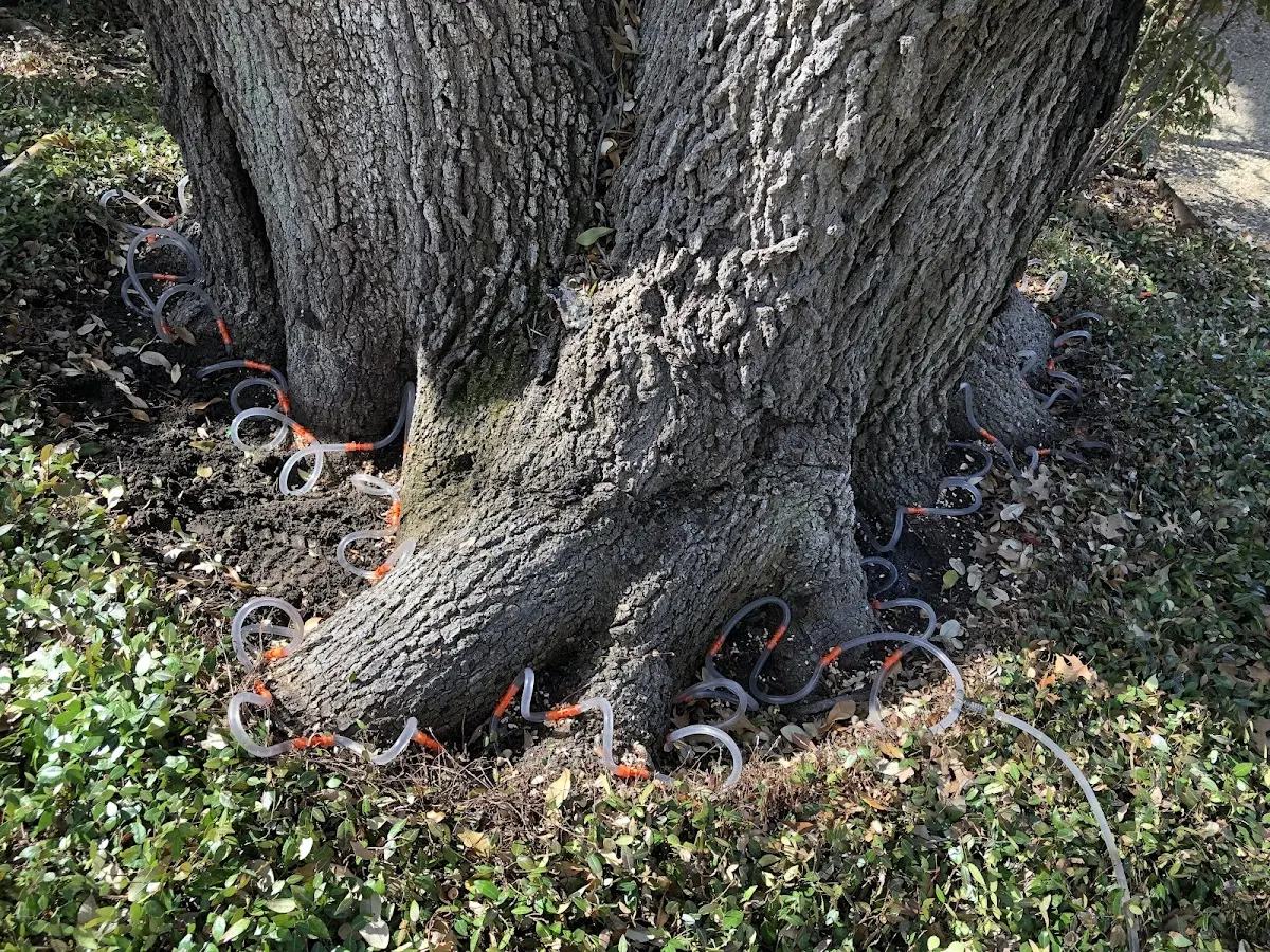 Detailed Tree Cabling and Bracing job site in South West City