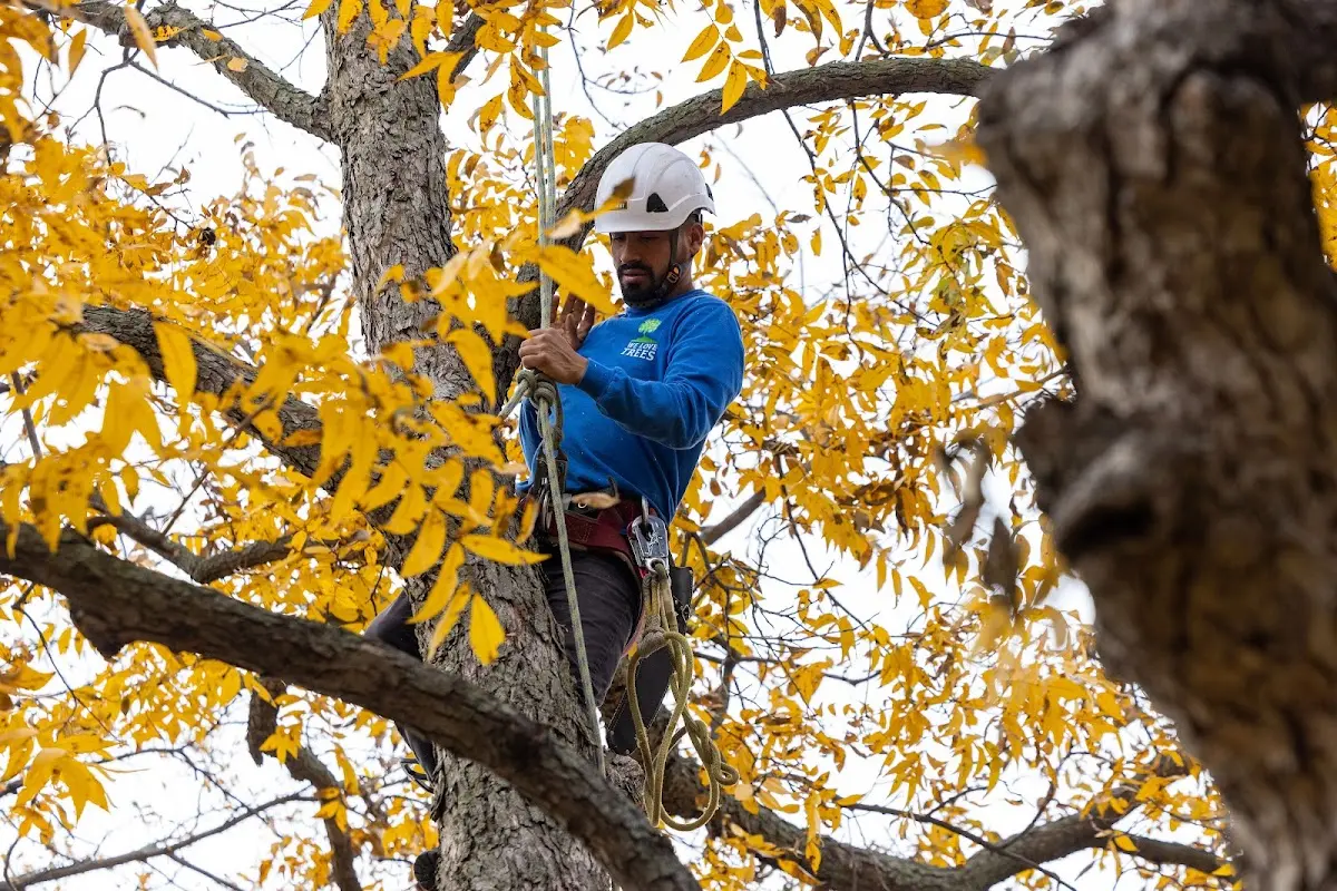 Skilled Tree Pruning crew working in South West City